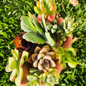 10 Unrooted colorful succulents cutting