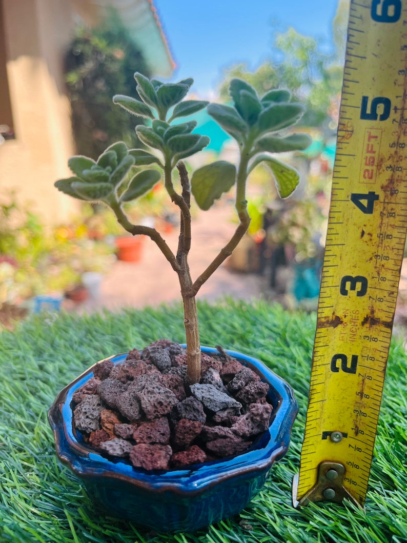 Rare Plectranthus Tomentosa Small Bonsai Live Rooted. the Etsy