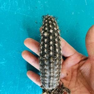 Rare cactus Echinopsis mirabilis live Rooted get 2 free Succulent cuttings image 5