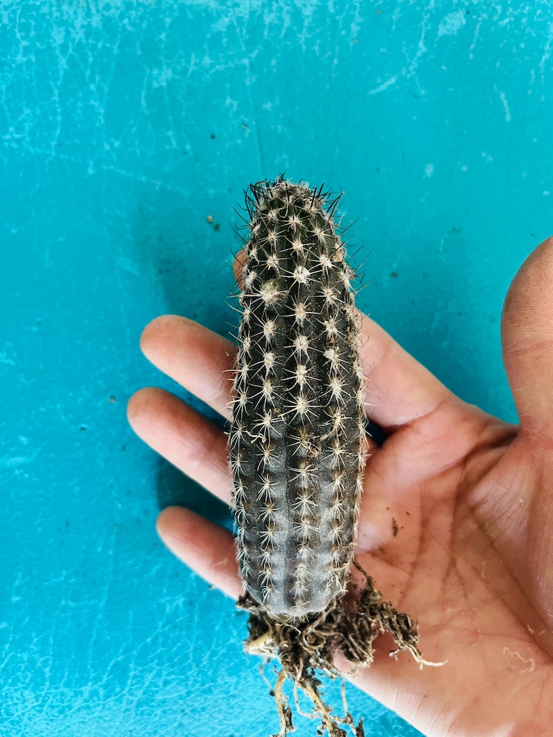 Rare cactus Echinopsis mirabilis live Rooted get 2 free Succulent cuttings image 5