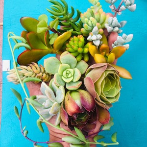 14 beautiful Succulents cutting