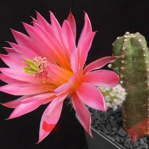 Echinocereus Momotaro live rooted, get 2 free succulent cuttings