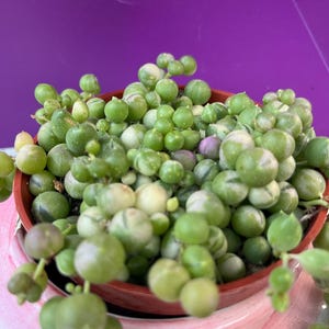 Senecio rowleyanus f. variegatus 4” - Variegated String of Pearls live rooted