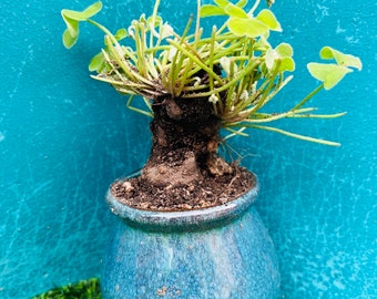 Rare Green Shamrock Bulbs: Oxalis Triangularis Bonsai - Lucky Love