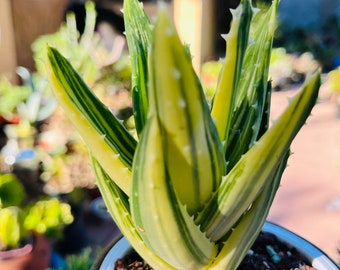 Rare Aloe nobilis variegate cluster live rooted, get 2 free succulents