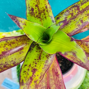 May include: A close-up of a green and burgundy houseplant with long, pointed leaves. The leaves have a mottled pattern of dark green and burgundy spots.