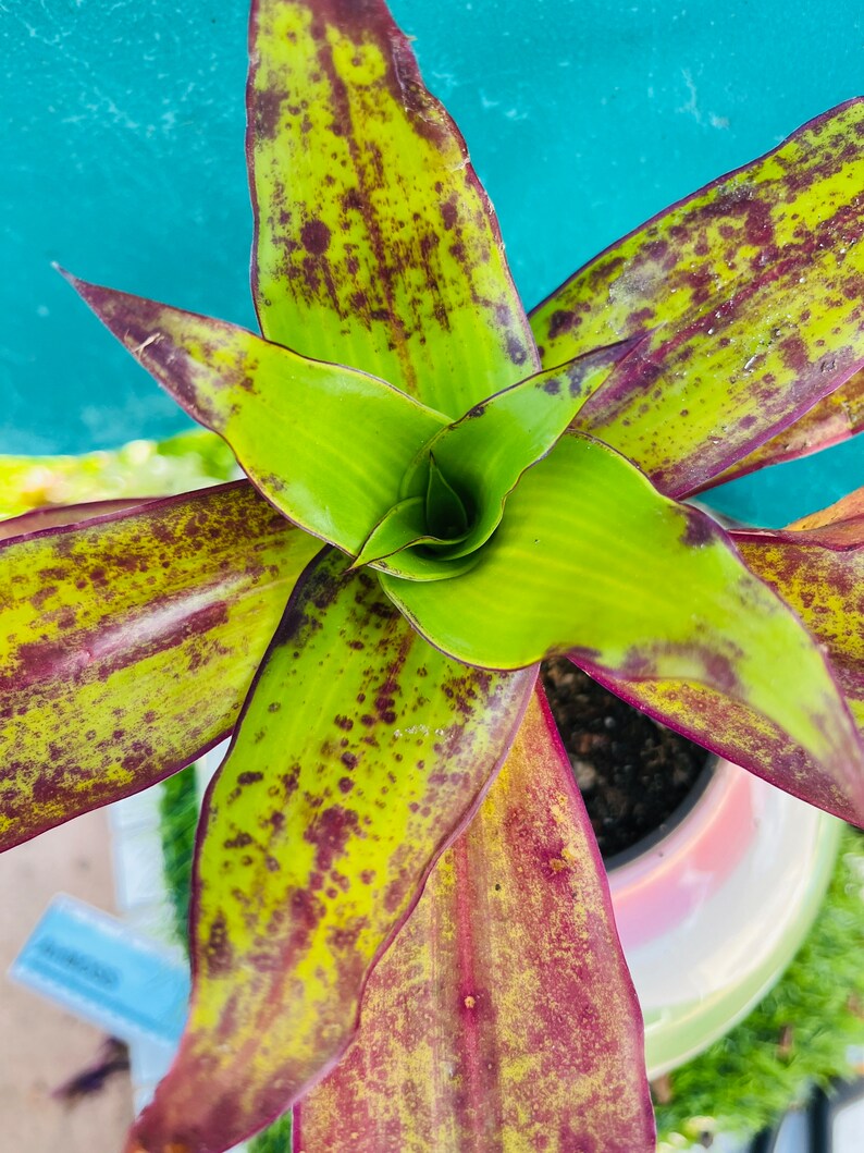 May include: A close-up of a green and burgundy houseplant with long, pointed leaves. The leaves have a mottled pattern of dark green and burgundy spots.