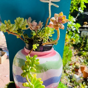 Rare Stunning  trailing ghost succulents combine, bonsai, live rooted, get 2 free succulents.