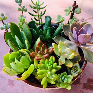 14 beautiful succulents cutting