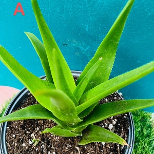 Aloe  Arborescens Var Natalensis live rooted
