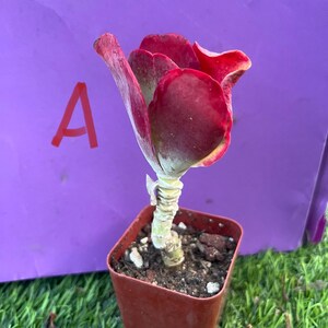 Rare Bare Kalanchoe Thyrsiflora Variegated Live Rootedold Trunk, Bonsai  Get 2 Free Succulents - Etsy