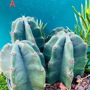Beautiful cactus  live rooted