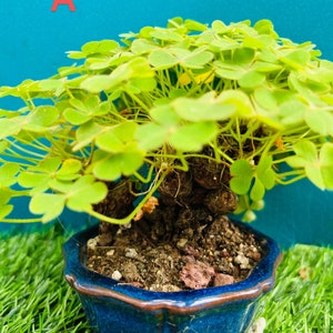 Green Shamrocks/oxalis bulbs /bonsai/cluster/old stem/Oxalis Triangularis/Lucky Plant/Love Plant/Wood Sorrel //Home Decoration/Holiday Gift/