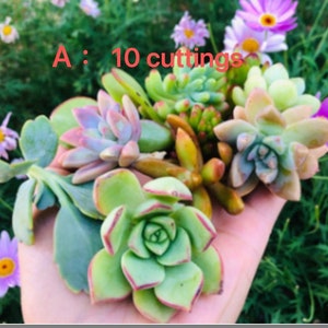 May include: A collection of 10 succulent cuttings in various shades of green, pink, and brown. The cuttings are arranged in a hand, with the text "A: 10 cuttings" visible in the background.