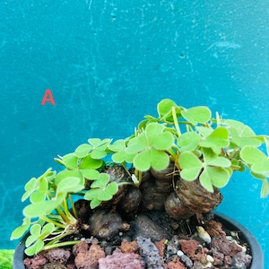 Rare Green Shamrocks/bonsai/oxalis bulbs /Oxalis Triangularis/Lucky Plant/Love Plant/Wood Sorrel - House Plant/Home Decoration/Holiday Gift