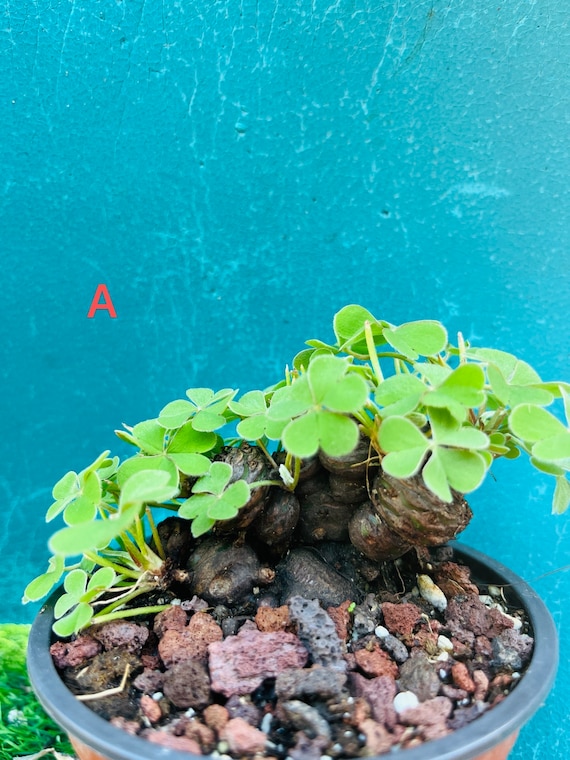 Rare Green Shamrock Bulbs: Oxalis Triangularis Bonsai - Lucky Love
