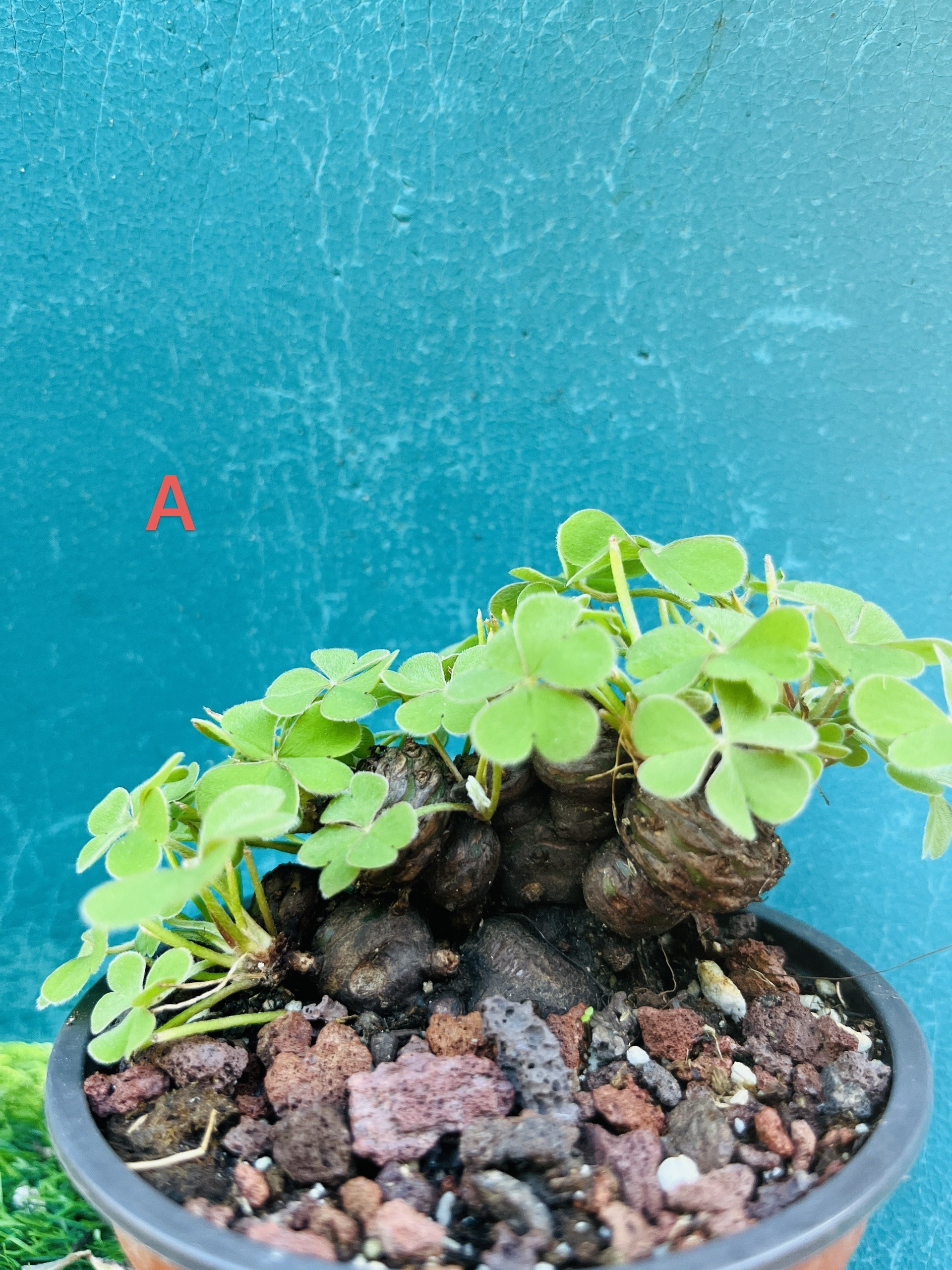 ベ*ー様 マリボウル（ラージサイズ）ローズオリーブ Rare Green Shamrock Bulbs: Oxalis Triangularis Bonsai - Lucky Love