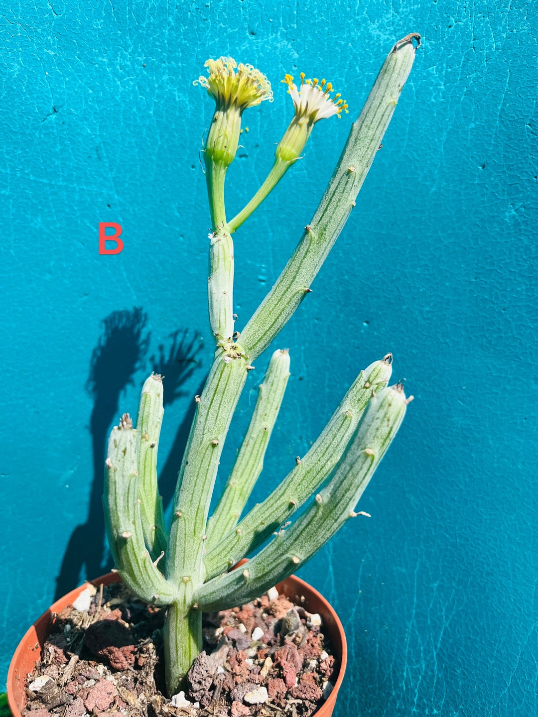 Swizzle Stick Old Trunk Succulent Bonsai Live Rooted Get 2 Free