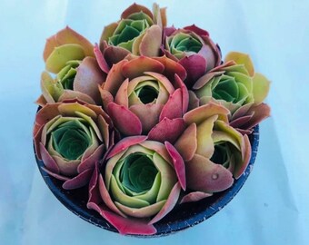 8 Aeonium ‘Blushing Beauty’ CUTTING ready to be poted/gift last forever，green in winter