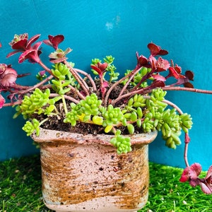 Rare Sedum Spurium Dragon’s Blood and Sedum dasyphyllum comb Live rooted 5”