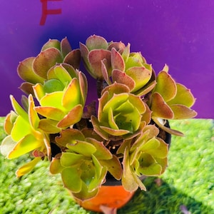 Rare Aeonium ‘Blushing Beauty’ mini tree!