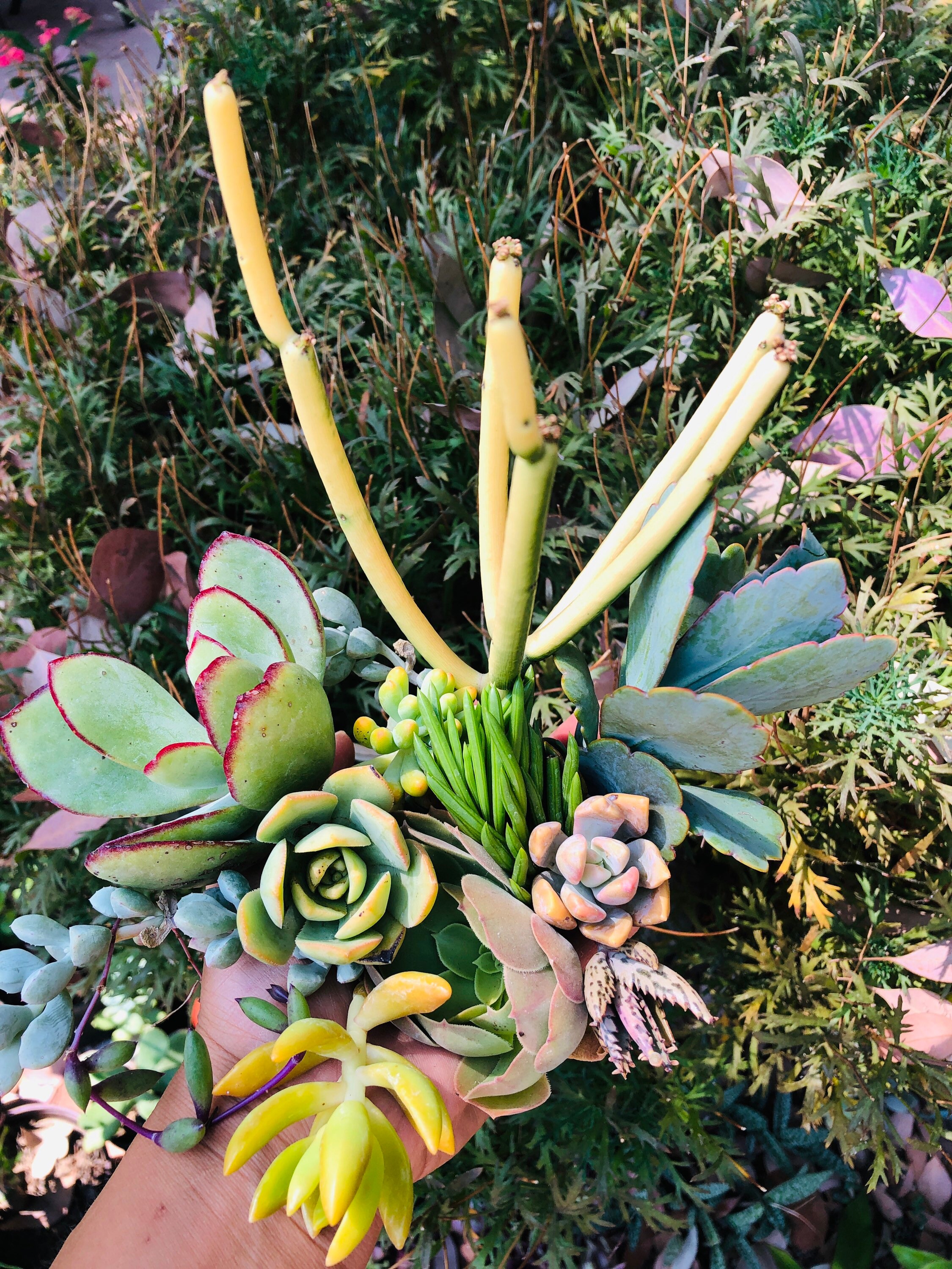 14 Unrooted Beautiful Succulents Cuttings Etsy