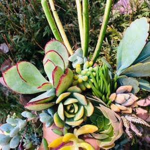 14 unrooted beautiful succulents cuttings