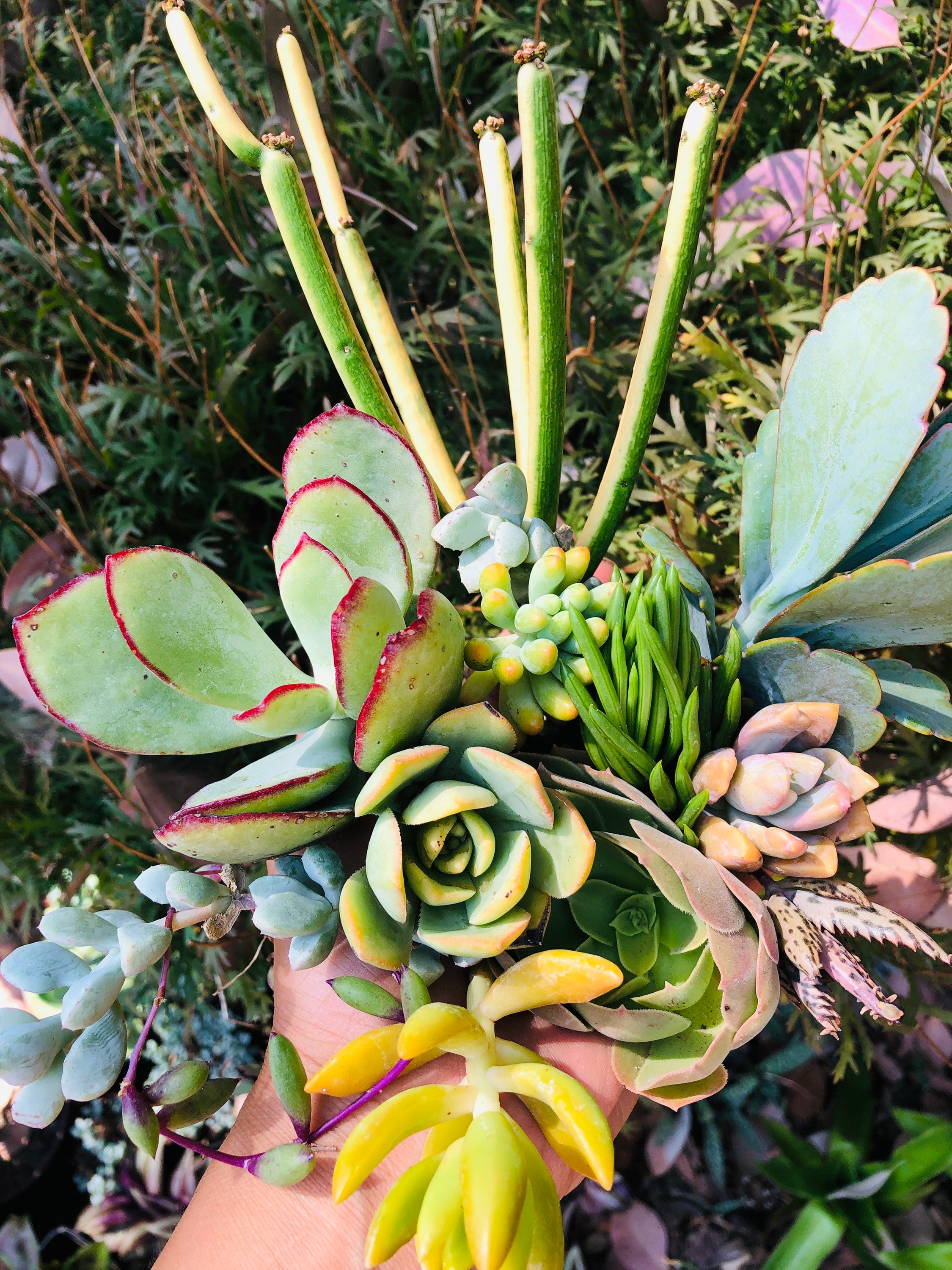 14 Unrooted Beautiful Succulents Cuttings Etsy