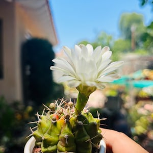 Rare  variegated cactus live Rooted