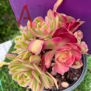 Rare  holding Aeonium pink witch old trunk live rooted, get 2 free succulent cuttings