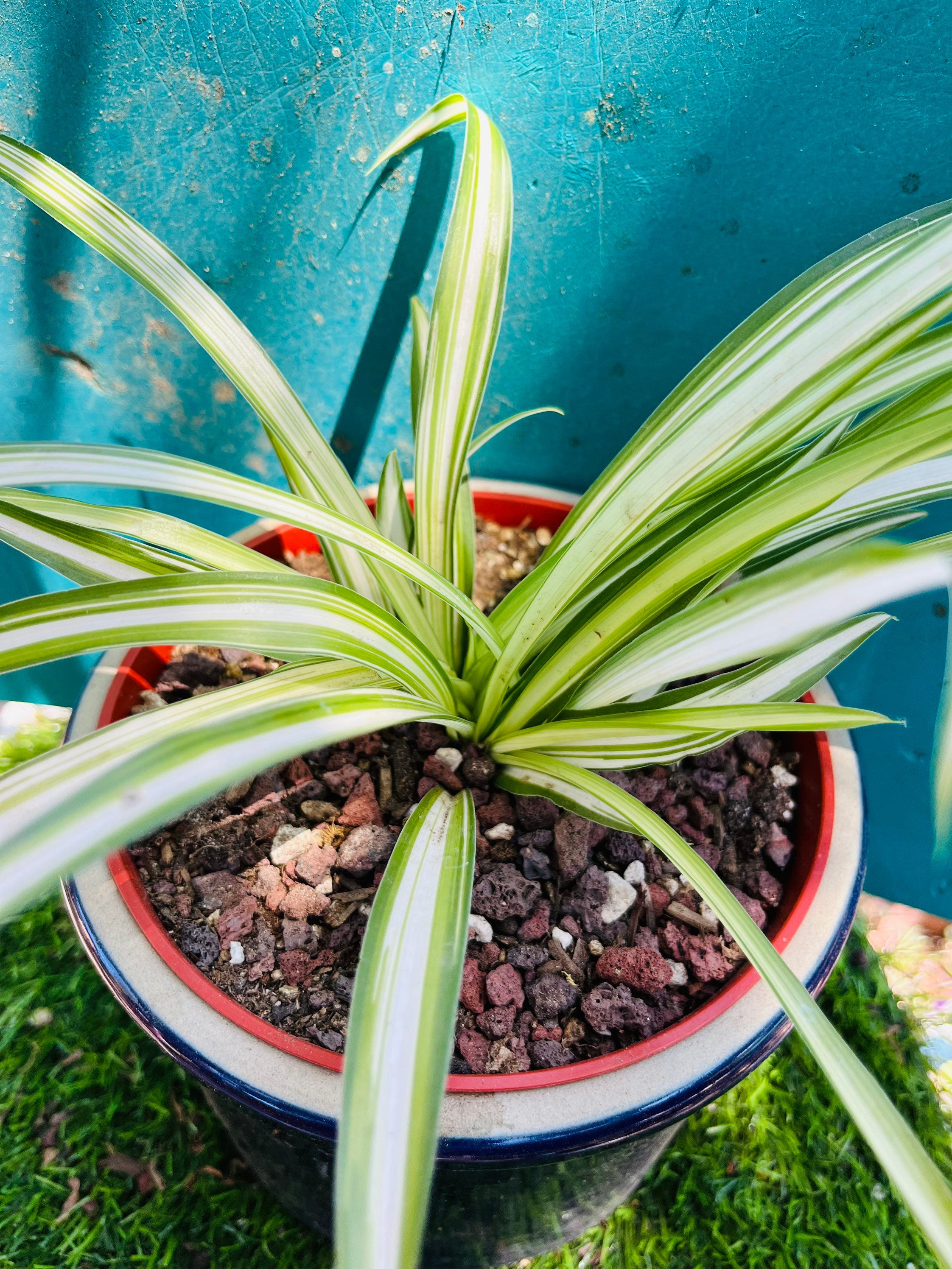 Beautiful Indoor Baby Spider Plant Chlorophytum comosum (Green) x 1  Spiderette