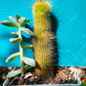Cleistocactus colademononis Monkey Tail Cactus live rooted
