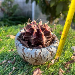 Rare cactus ball Gymnocalycium mihanovichii (Frič ex Gürke) Britton & Rose Live rooted