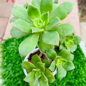 May include: A close-up of a succulent plant with vibrant green leaves. The plant is in a small white pot, set against a backdrop of green artificial turf. The letter "A" is visible in the upper left corner.