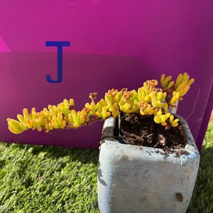 Rare Drosanthemum eburneum bonsai, old trunk , live rooted, get 2 free succulent cuttings.