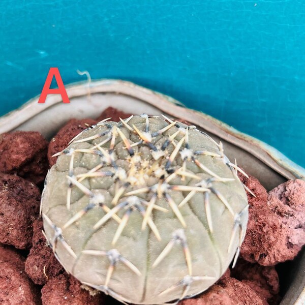 Rare cactus live rooted, get 2 free succulents