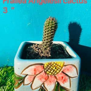 Rare cactus Echinopsis mirabilis live Rooted get 2 free Succulent cuttings Frailea Angelesii 3”