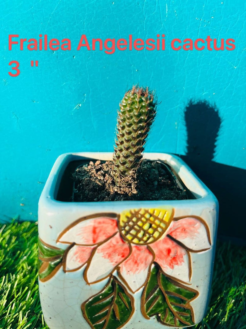 Rare cactus Echinopsis mirabilis live Rooted get 2 free Succulent cuttings Frailea Angelesii 3”