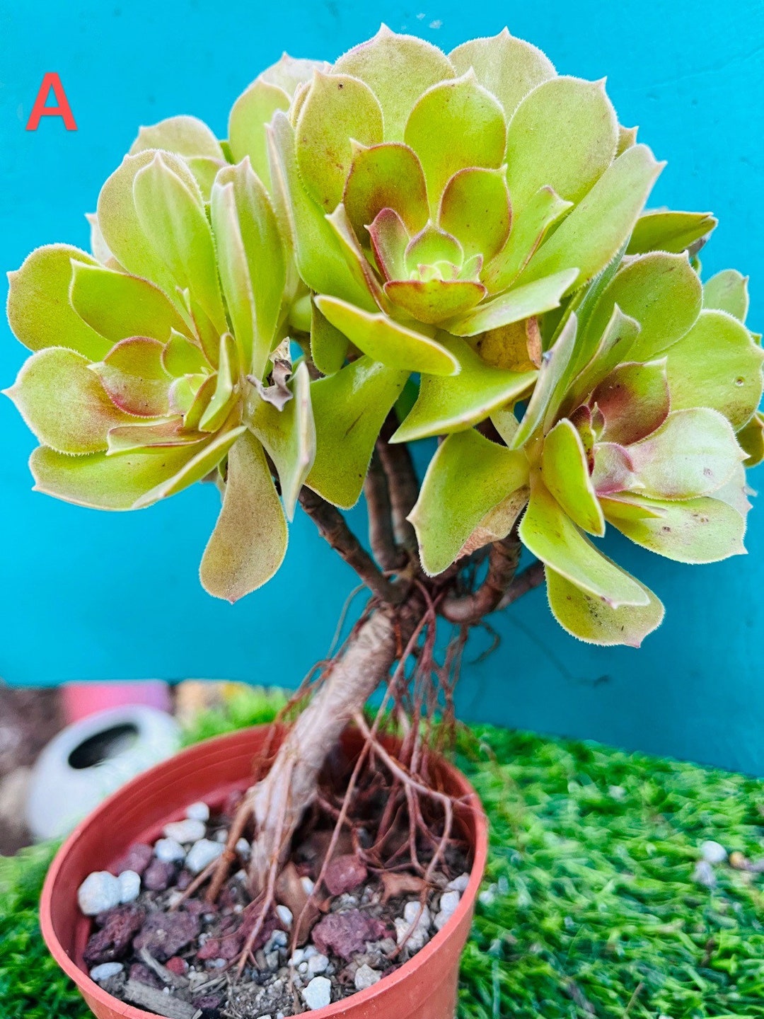 Rare Aeonium Mini Tree Bonsai Live Rooted , Get 2 Free Succulent