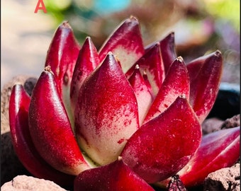 Echeveria agavoides v Romeo Rubin live Rooted!