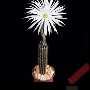 Echinopsis Mirabilis (Flower Of Prayer) Fragrant Night Blooming Hanging Baskets Arching Live Plant Succulent Decor Patio