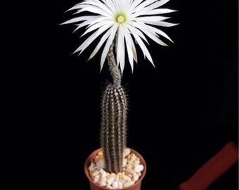 Rare cactus Echinopsis mirabilis live Rooted get 2 free Succulent cuttings