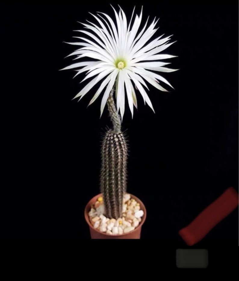 Rare cactus Echinopsis mirabilis live Rooted get 2 free Succulent cuttings image 1