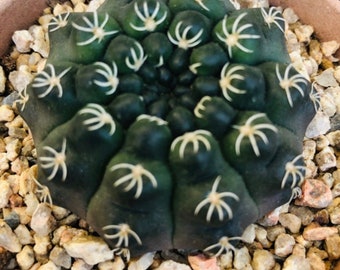 Rare imported Korean Gymnocalycium quehlianum Live Rooted