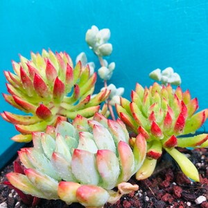 Beautiful succulents comb live rooted