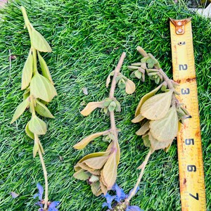 Scaredy Cat plant, Coleus Canina cuttings keep cats out of your garden , super cute, Unrooted, no soil or pot. image 3