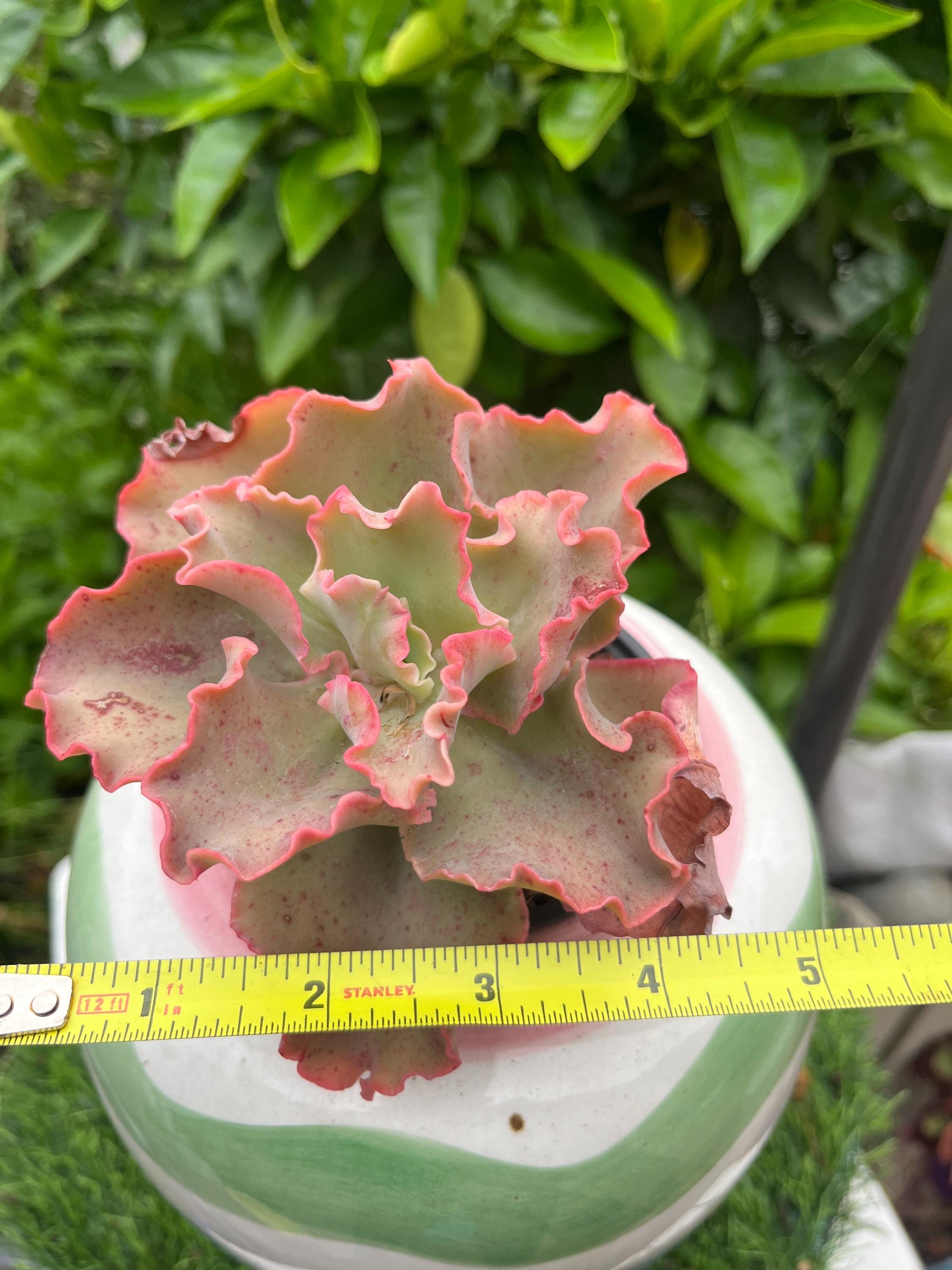 Echeveria Dick Wright - Etsy