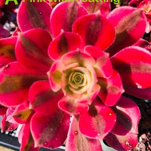 Rare  holding Aeonium pink witch cutting