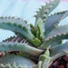 see more listings in the Korean Succulents  section