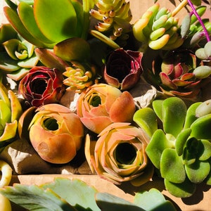 May include: A variety of succulent plants in a brown cardboard box. The succulents are green, red, and orange. Some of the succulents have a rosette shape.